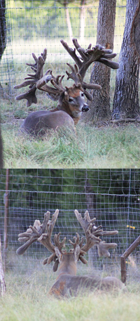 Have You Seen the Million-Dollar Buck?