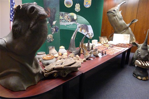 Rhino Horn Ring Broken Up by Federal Agents