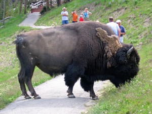 Yellowstonebuffalo