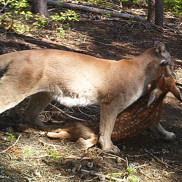 Petersen's Exclusive: Trail Cam Captures Cougar Killing Fawn