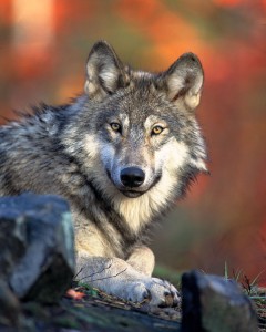Gray-wolf