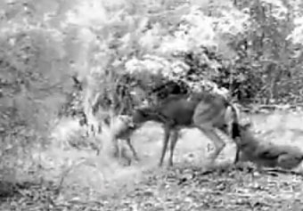 (GRAPHIC) Video: Coyotes Take Down Deer on Trail Cam