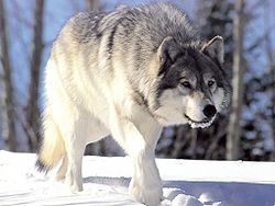 Minnesota Supreme Court Rejects Effort to Block Wolf Hunt