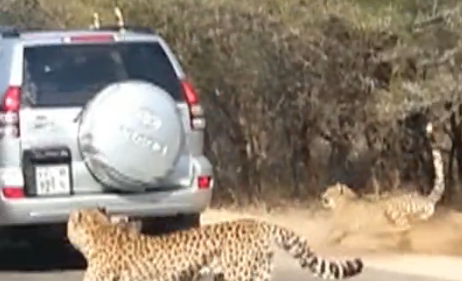 Impala Leaps into Car to Escape Cheetahs at Kruger Natl. Park
