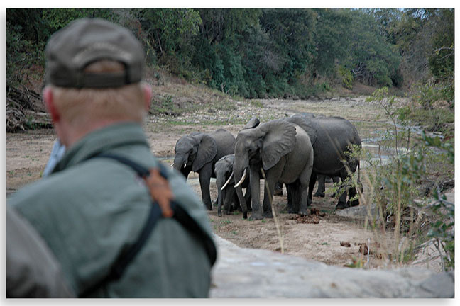 africas_dangerous_game_elephants