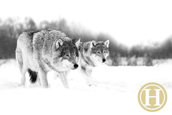 wolves_sm2