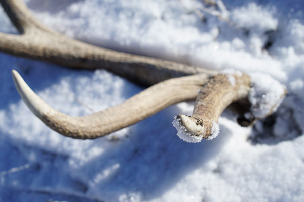 How To Find More Sheds This Spring: Informative Tips