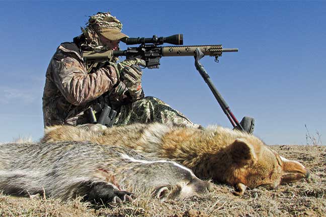 Coyote-Hunting-Tactics-and-Tips