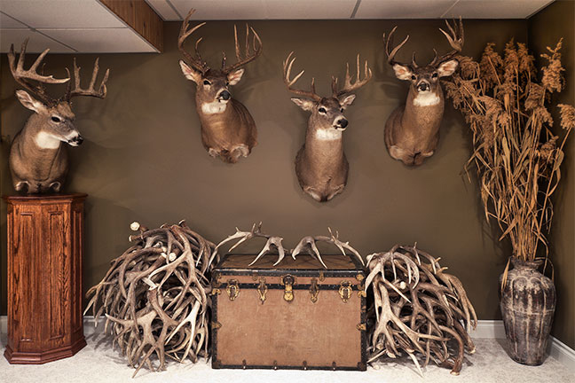 deer trophy room ideas