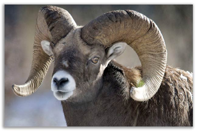 Bighorn-sheep-saved-by-hunters-conservation