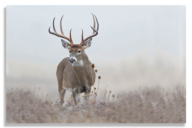 how-to-still-hunt-whitetail