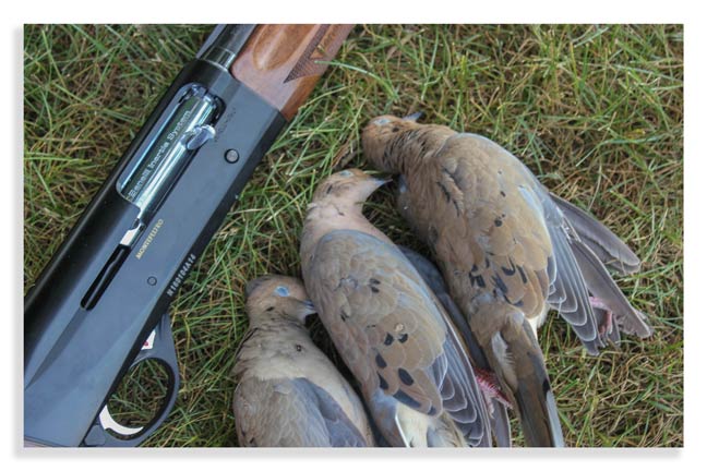 dove-hunt-for-new-hunters