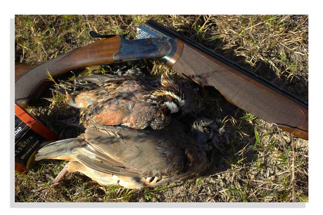 hunt-quail-in-texas