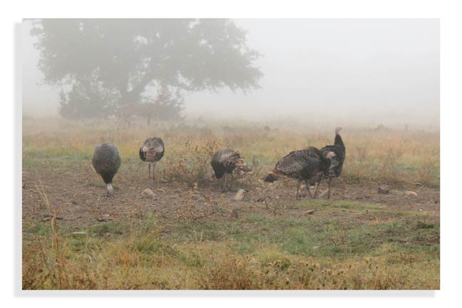 hunting-turkey-in-texas