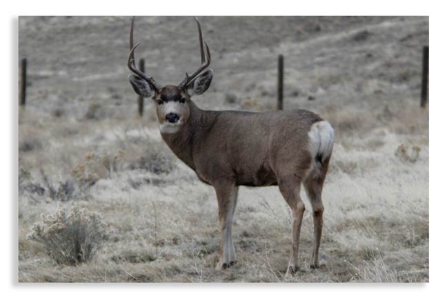 mule-deer-hunting-in-texas