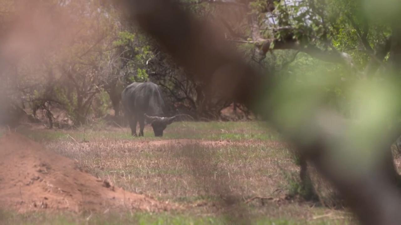 Scouting for Buffalo in Uganda