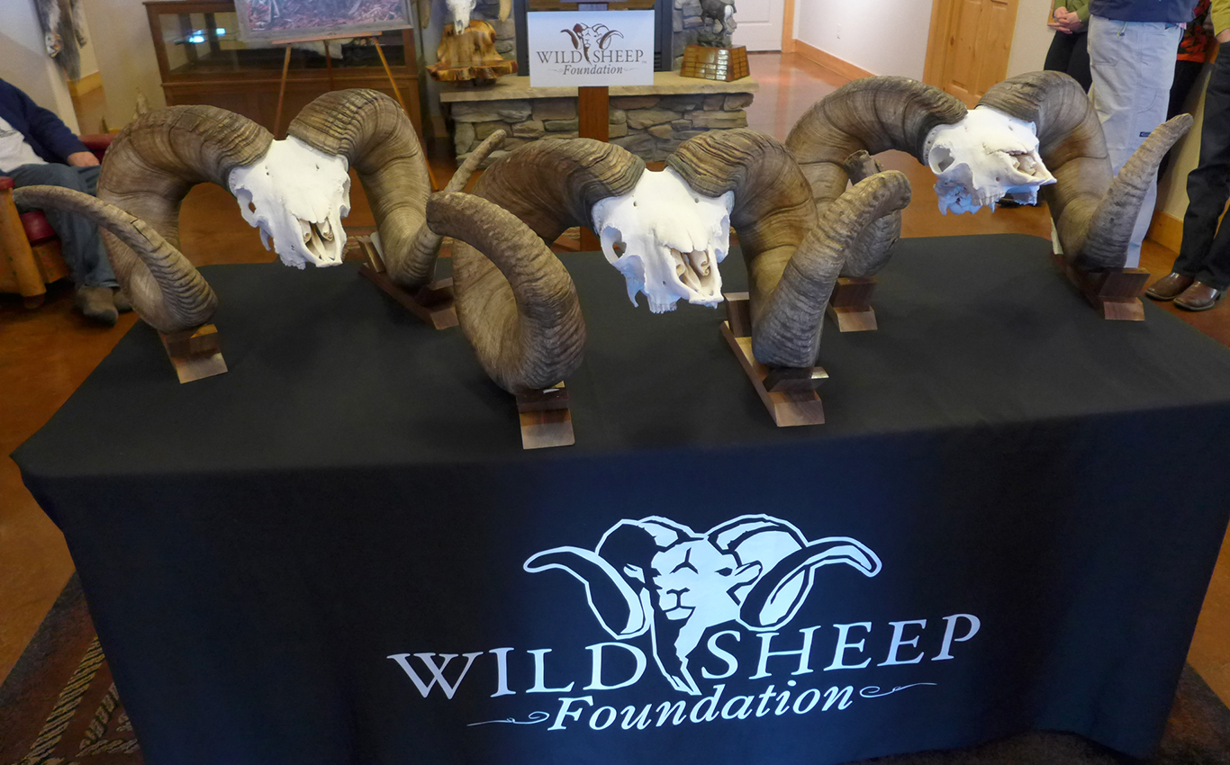 Bighorn Sheep World Records