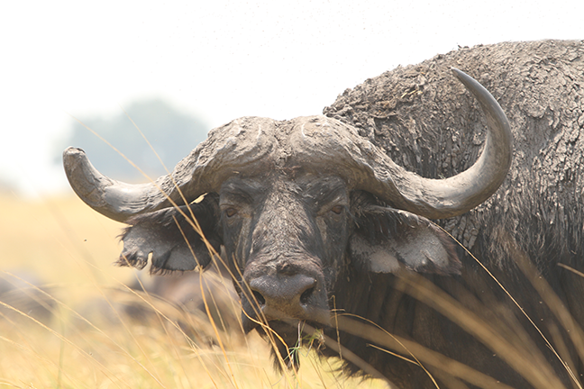 Namibia Cape buffalo