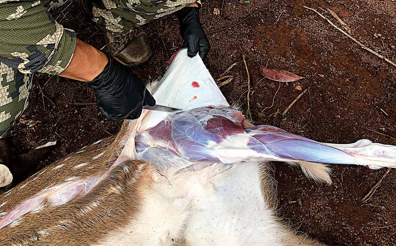 Hawaii: A Treasure Island for Deer Hunters