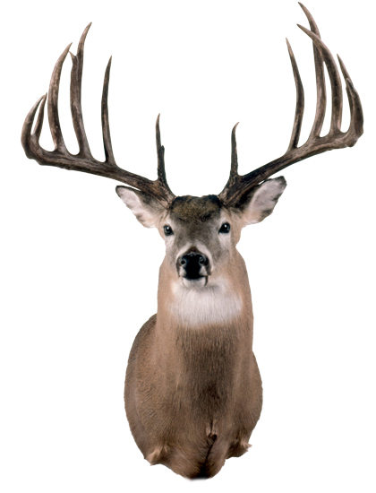 antlers,scope,rack,whitetail Deer Hunter t shier,deer hunting,buck 