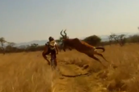 Mountain Biker KO'ed by Crazy Red Hartebeest Buck