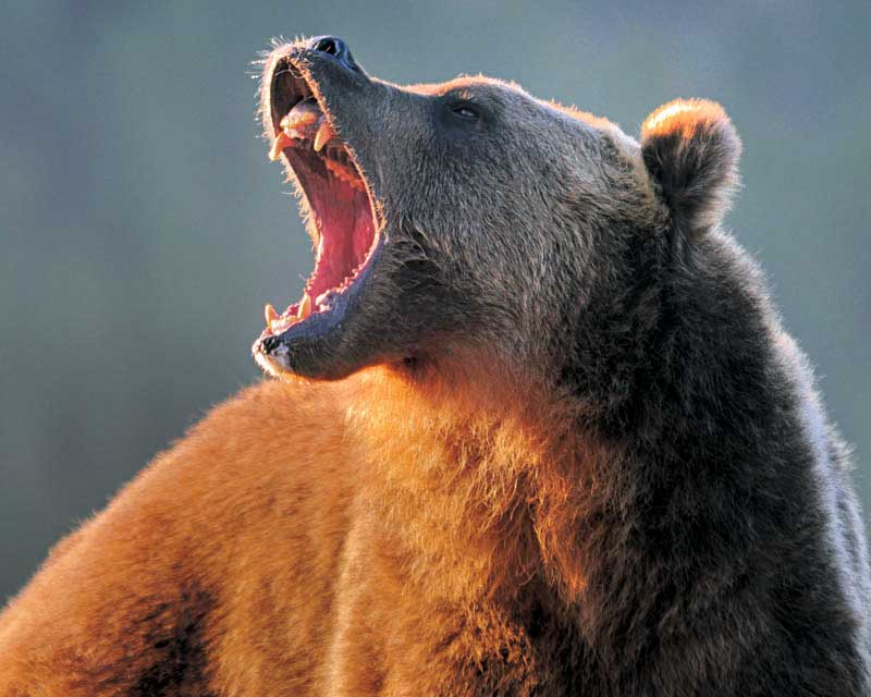 Should We Hunt Grizzly Bears?