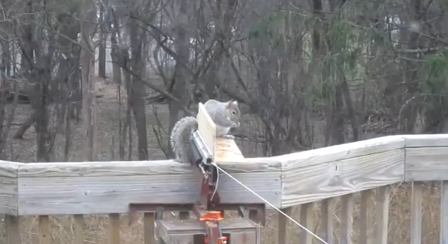 Squirrel Launcher is the Ultimate Redneck Rodent Removal
