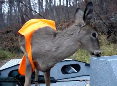 Deer Climbs into Boat, Hangs Out with and Humps Fishermen