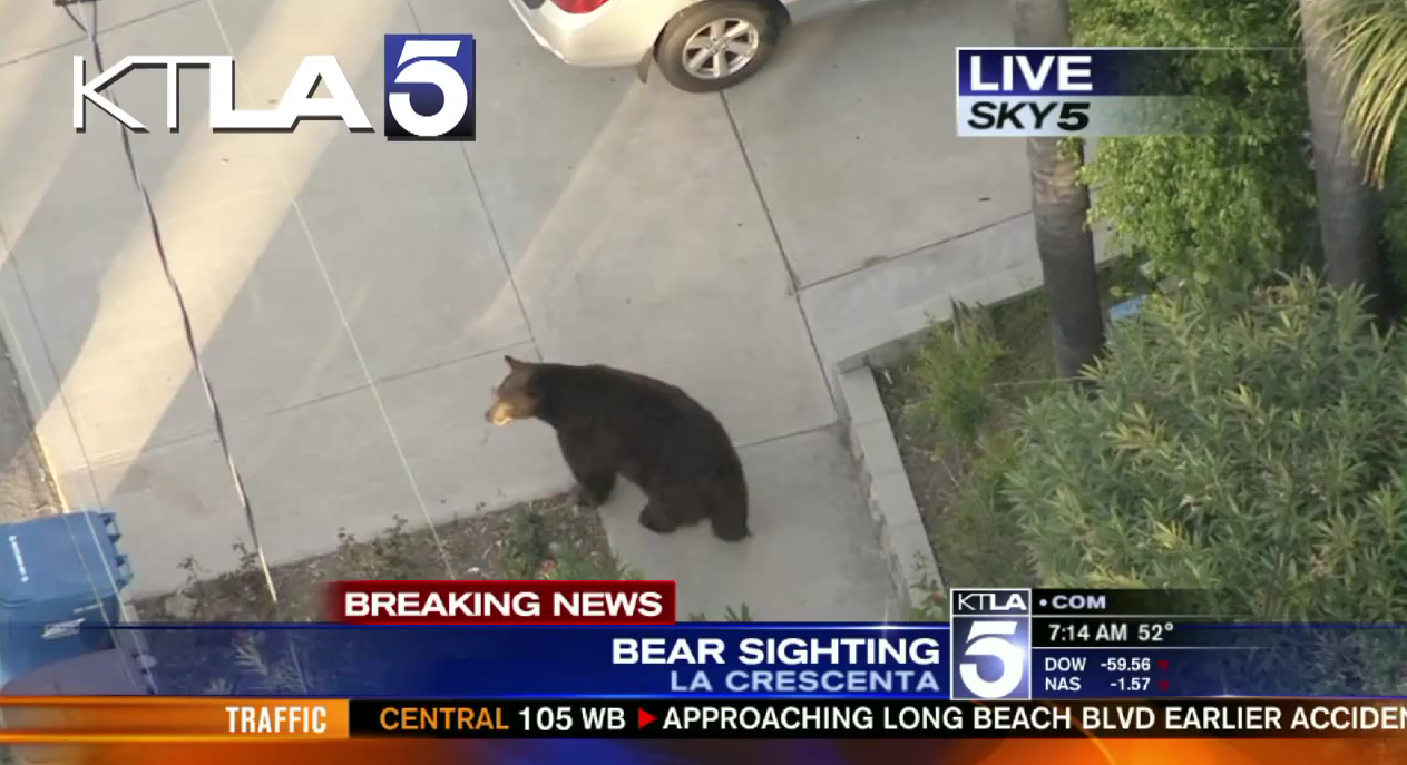 Texting Guy is Too Busy to Notice Large Black Bear
