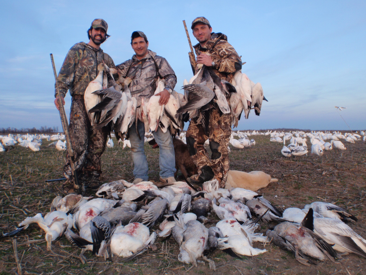 Early Shoot-Up: How to Decoy Snow Geese