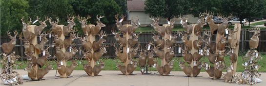 Court Erases Prison Time for Largest Deer Poaching Case in U.S. History