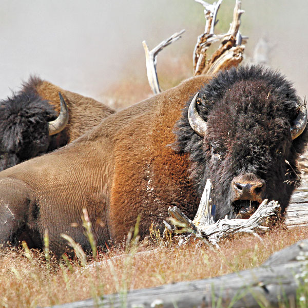 Buffalo Hunted to Near Extinction?