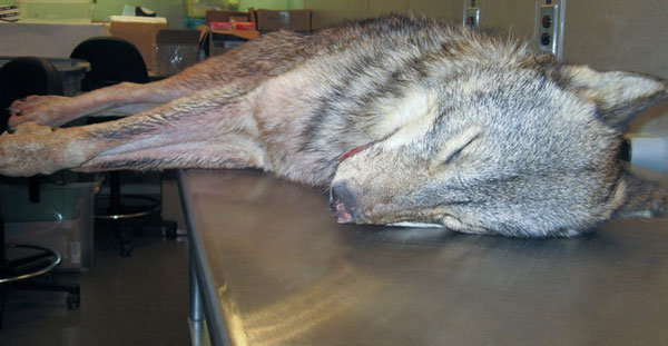 Missouri Man Kills Mystery Animal; Is it a Coyote/Wolf Hybrid?