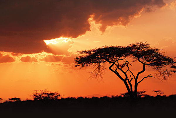 5 Great Options for Travel in Africa