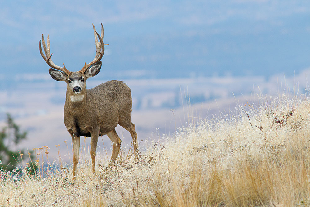 HUNTING's 2013 Big Game Forecast - Petersen's Hunting