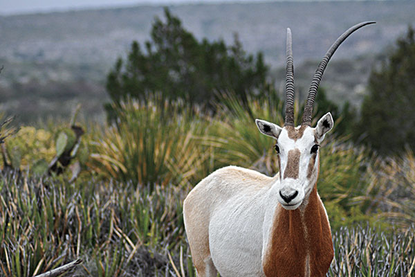 Open Range: Hunting the Scimitar-Horned Oryx in Texas