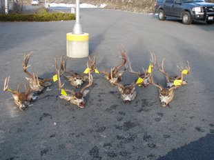 Washington Poaching Ring Busted; Wins "Off With Your Head" Award