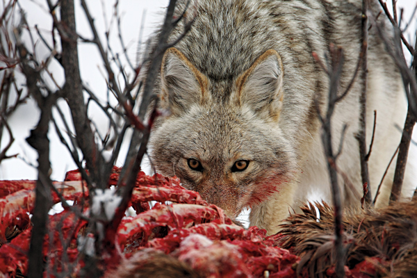 Coyotes and Deer: Can These Predators Bring Down Mature Bucks? 