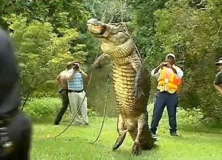 Monster Alligator Eats Husky, Killed by Public Officials