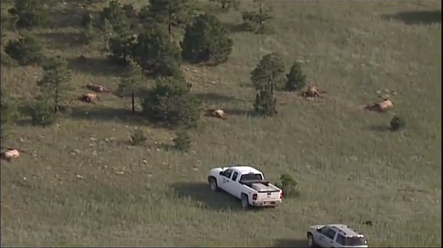 Over 100 New Mexico Elk Found Dead on Ranch
