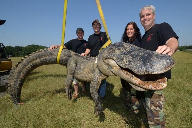 Three Record Mississippi Gators Taken Within a Week
