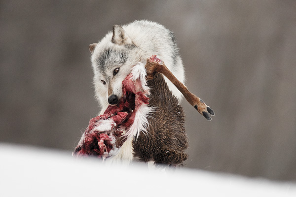 Why Anti-Hunters Are Dead Wrong About Wolves