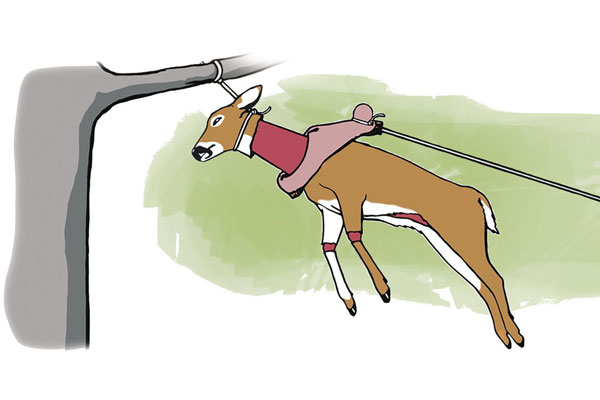 The Golf Ball Method: How to Skin a Deer in Less Than Five Minutes