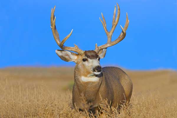 Mule Deer Drought: Western Hunting Regions To Avoid in 2014 