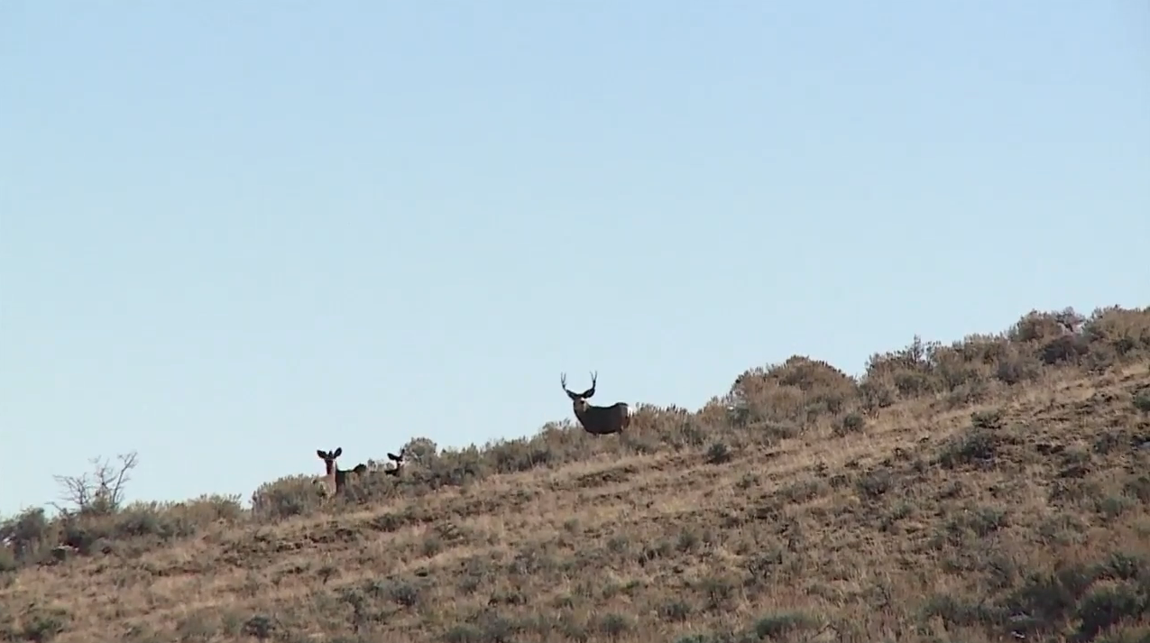 In Search of a Colorado Mule Deer