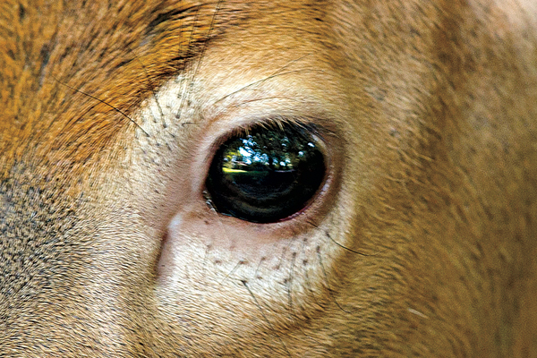 The Science of Sight: What Whitetails Can Really See