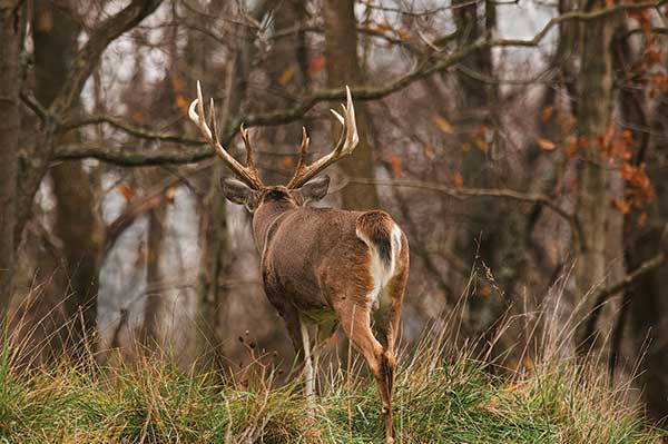 Reasons Weather Conditions Can Make For Tough Rut Results