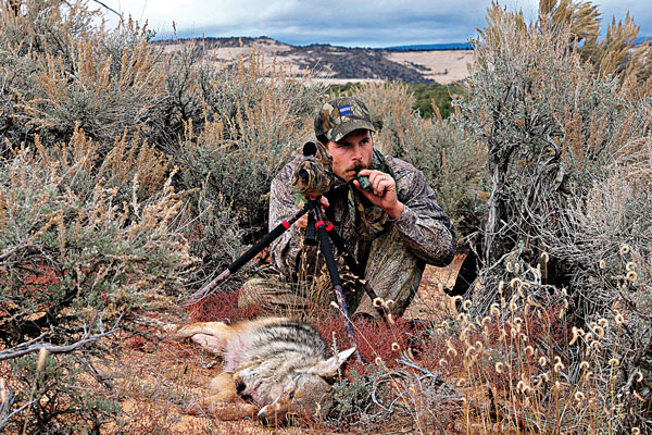 Keep it Simple: Sure Fire Tips for Calling Coyotes