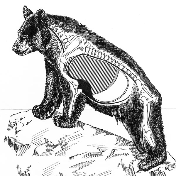 Species Spotlight: The American Black Bear - Petersen's Hunting