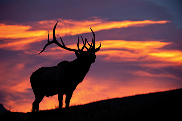 The Nonresident's Guide to Planning an Elk Hunt